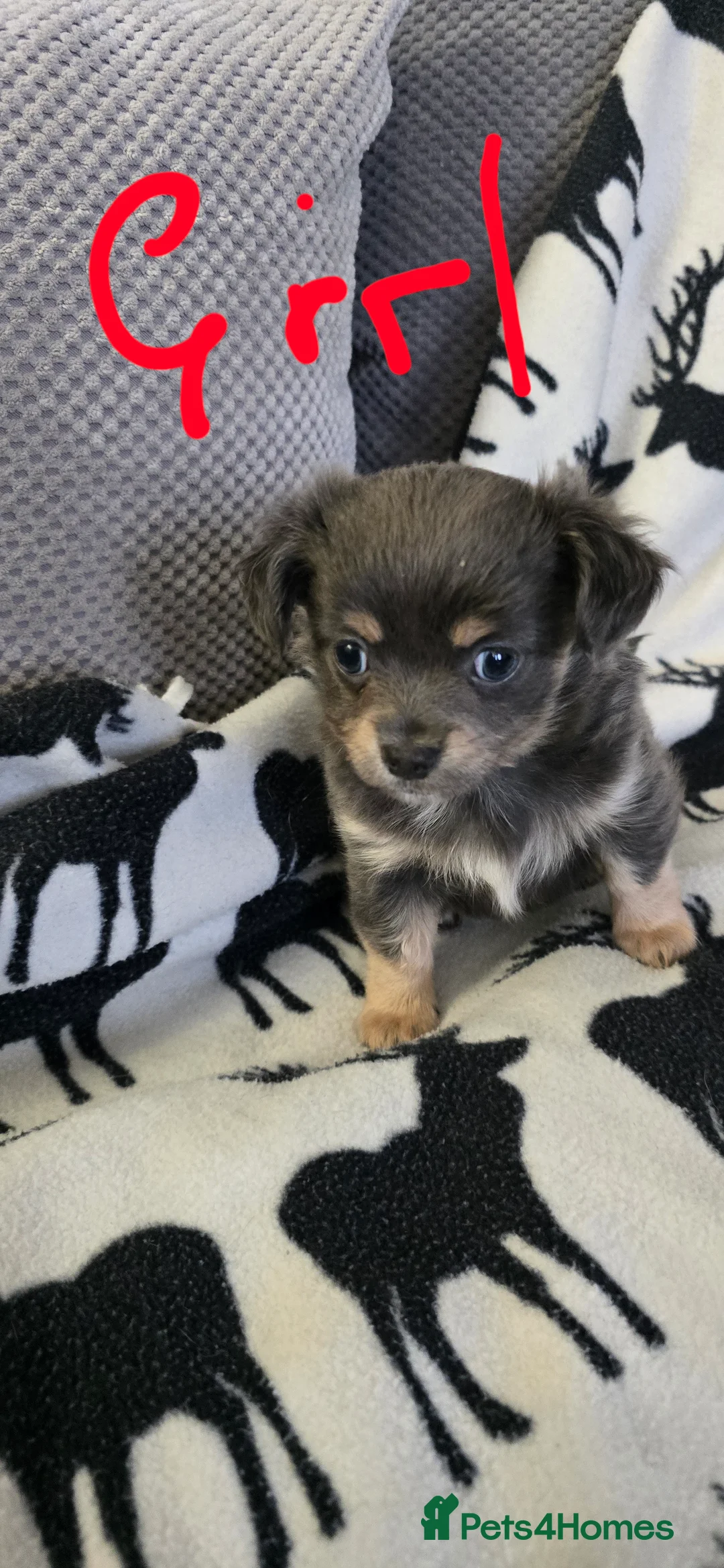 Chihuahua dogs for sale: Beautiful Chihuahua puppies  in Blackwood - Advert 6