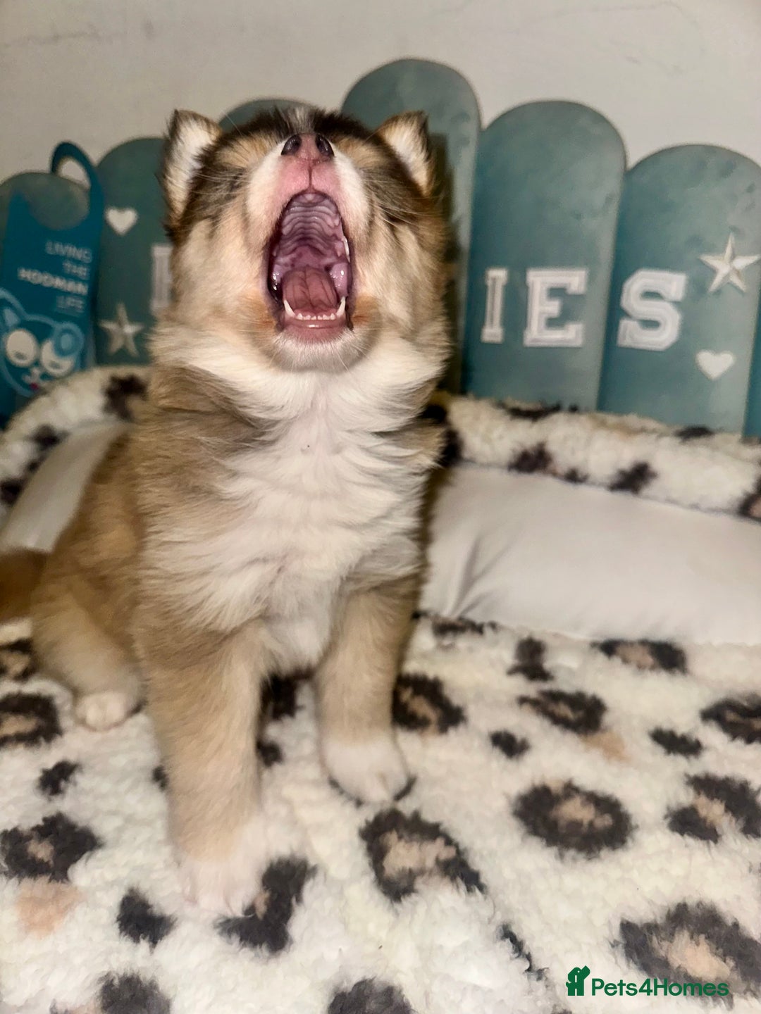 Pomsky dogs for sale: Family-Raised Pomsky Pups - Advert 22