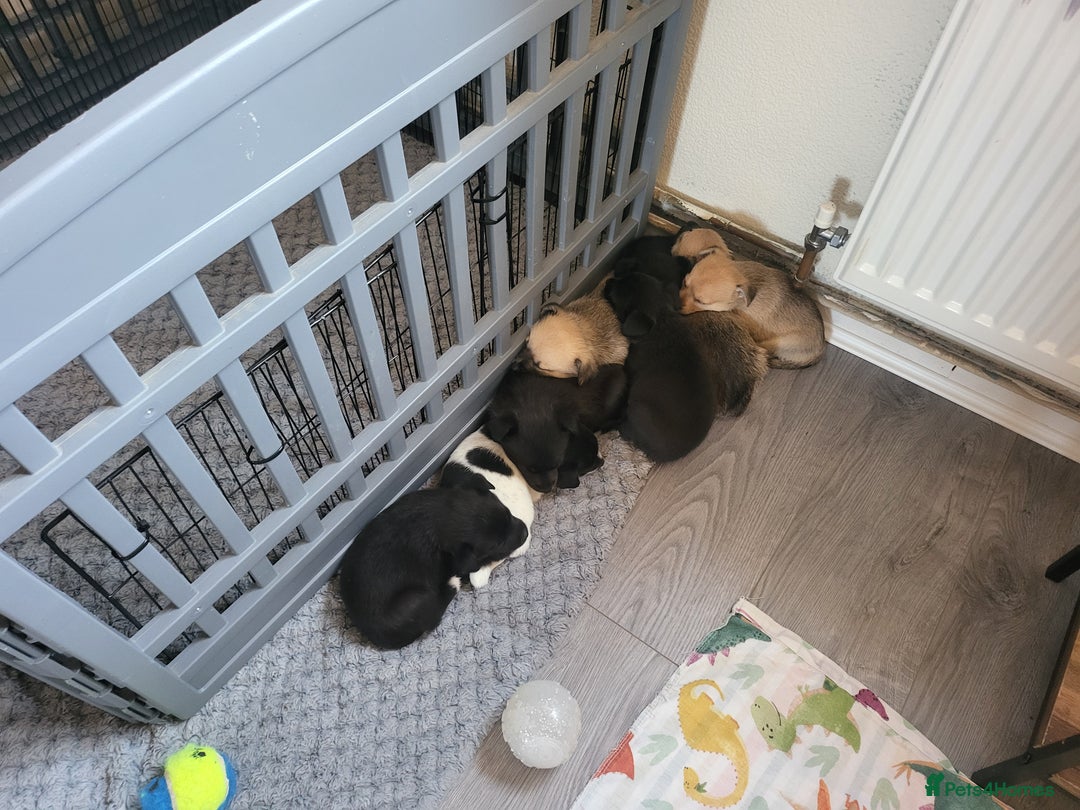Mixed Breed dogs for sale: 🐾 Adorable Jackaranian Puppies  🐾 - Image 10