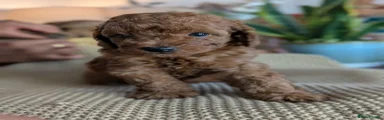 Cockapoo 3