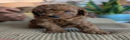 Cockapoo dogs for sale: F1B Cockapoo Puppies, four boys two girls. - Advert 11