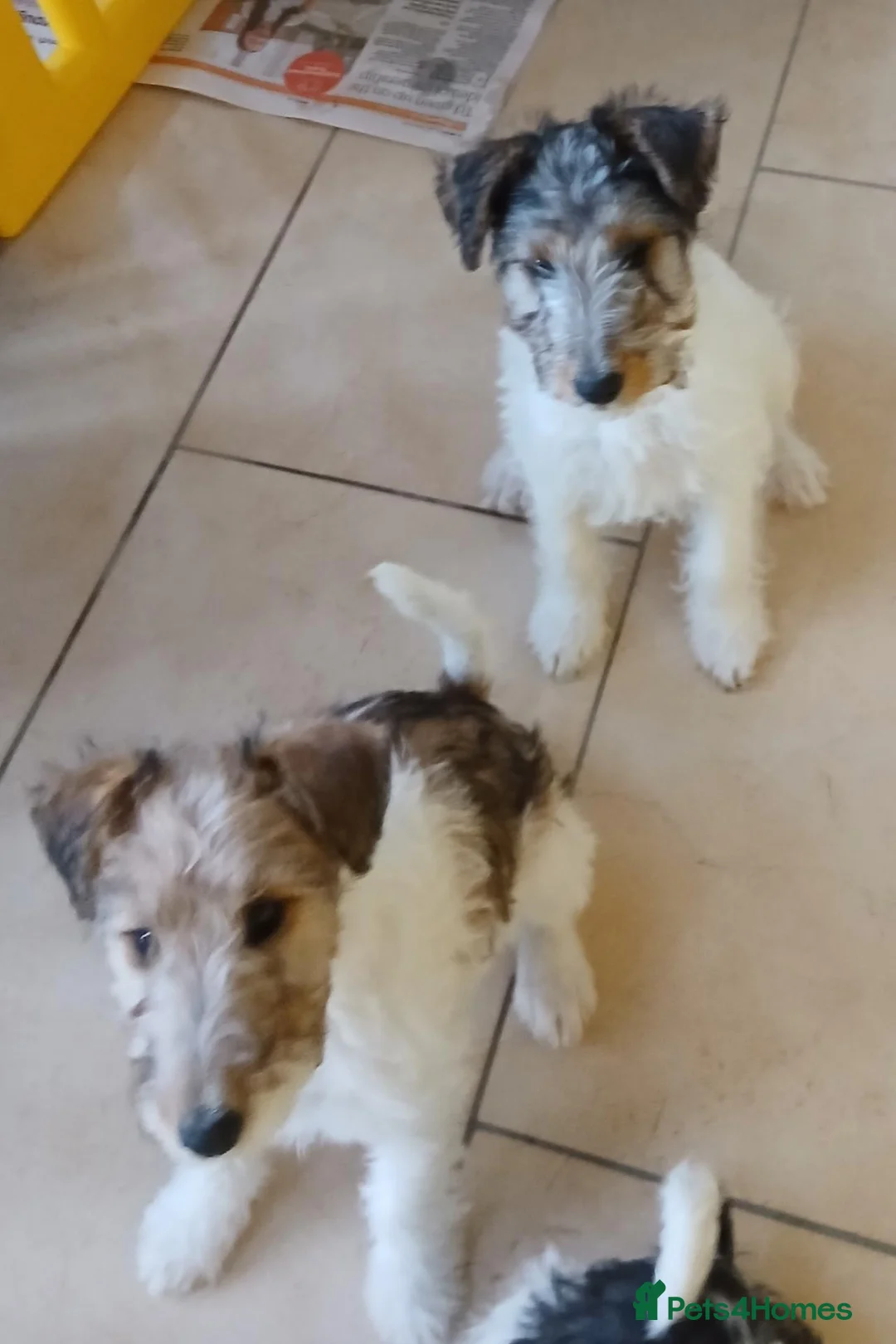 Fox Terrier dogs for sale: KC Wire haired fox terrier pups based in Kent - Advert 2