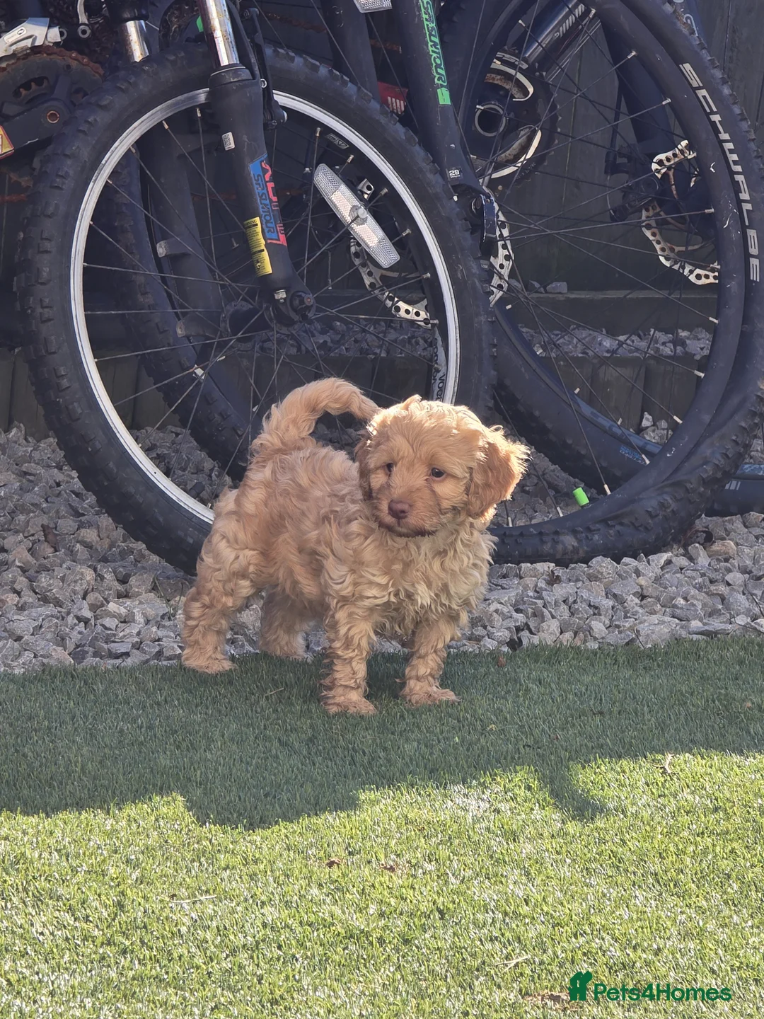 Cockapoo dogs for sale: Cockapoo  - Advert 2