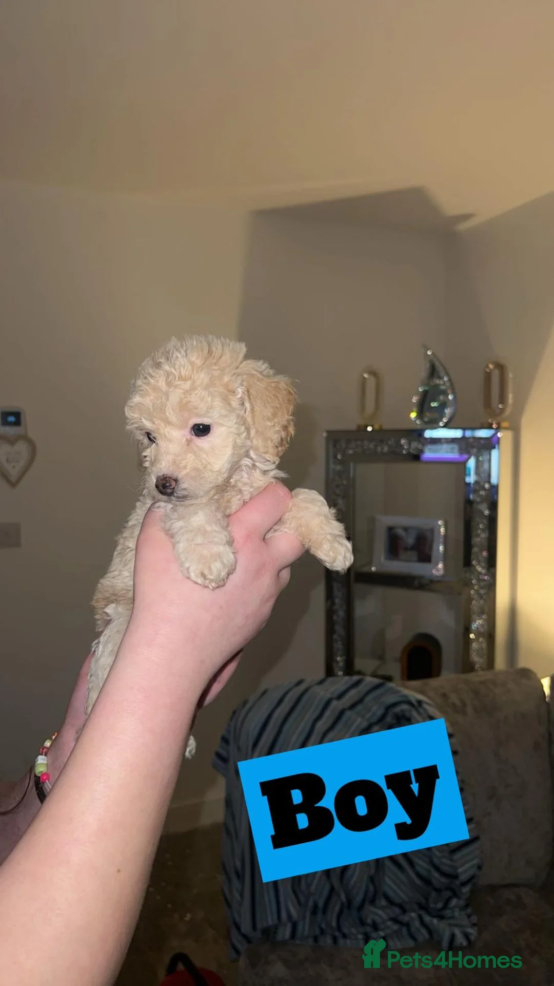 Cockapoo dogs for sale: F1b cockerpoo  - Advert 1