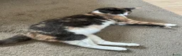 Mixed Breed cats for sale: Beautiful girl left  - Advert 7