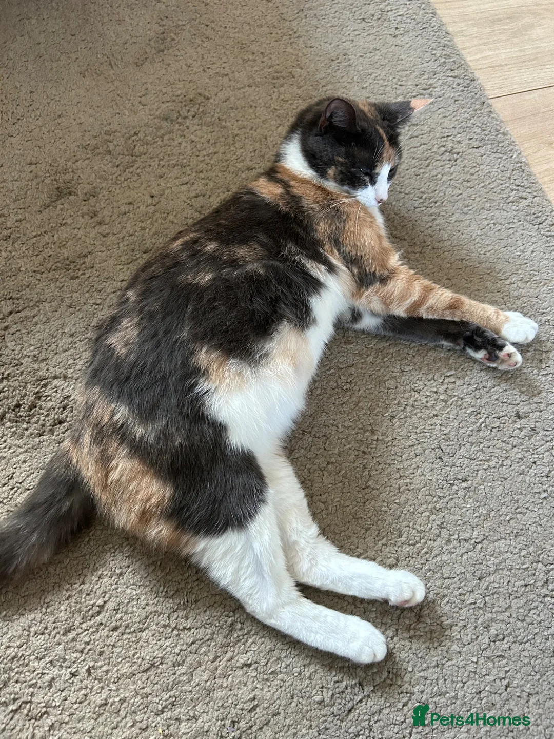 Mixed Breed cats for sale: Beautiful girl left  - Advert 7