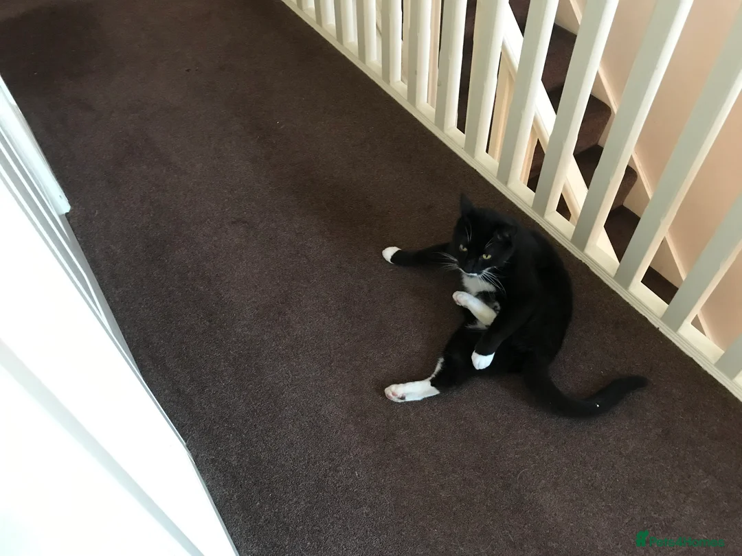 Mixed Breed cats for sale: Apollo - Advert 5