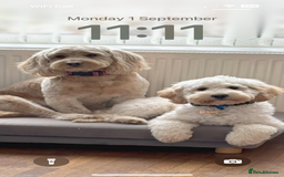Cockapoo dogs for sale: Cockapoo puppies for sale  - Image 8