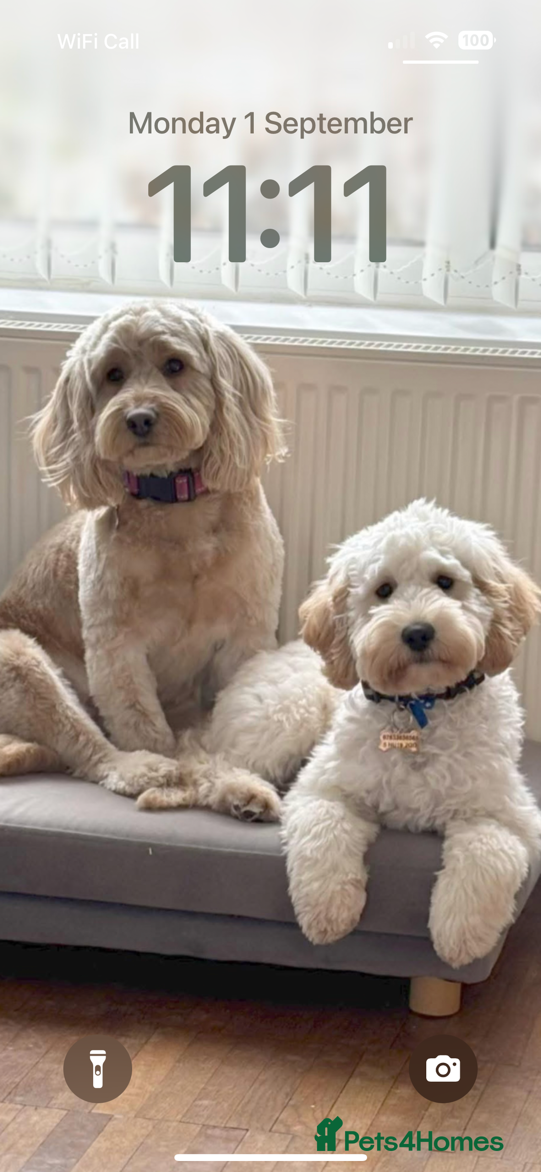 Cockapoo dogs for sale: Cockapoo puppies for sale  - Image 8
