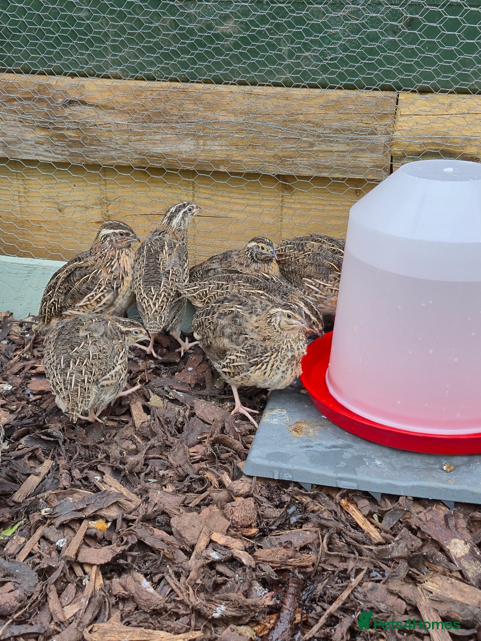 Quail poultry Coturnix quail for sale  - Advert 4