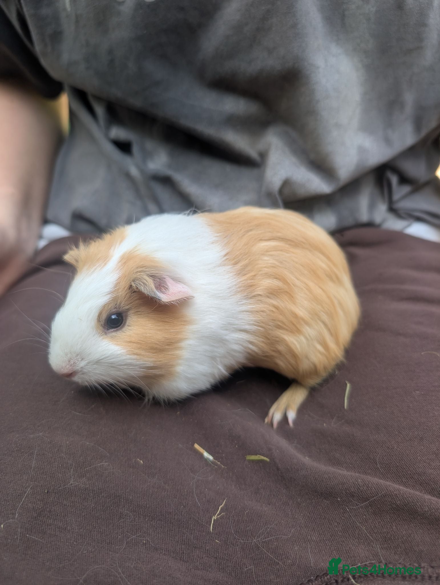 Guinea Pig rodents Guinea pig boys  - Advert 10