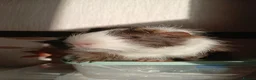 Guinea Pig rodents for sale: 2 boar guinea pigs sold separately or together in Glasgow - Advert 3