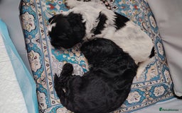 Cockapoo dogs for sale: F3 cockapoo  - Image 28