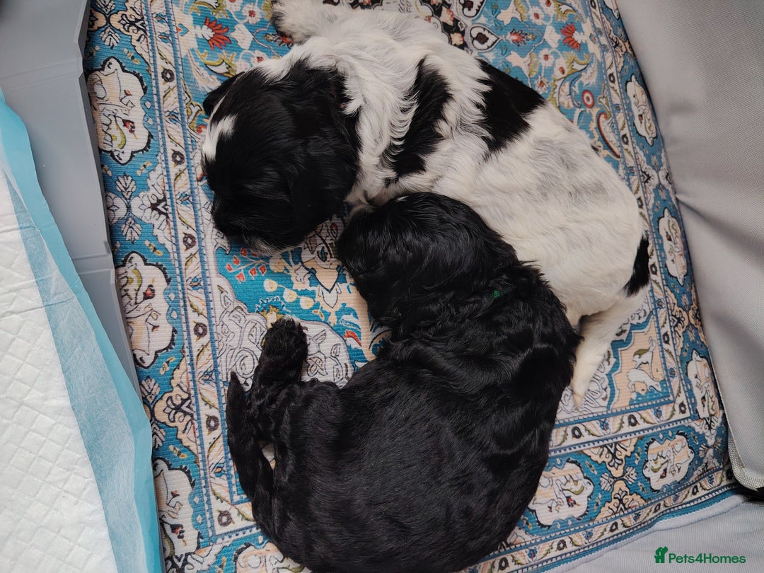 Cockapoo dogs for sale: F3 cockapoo  - Image 28