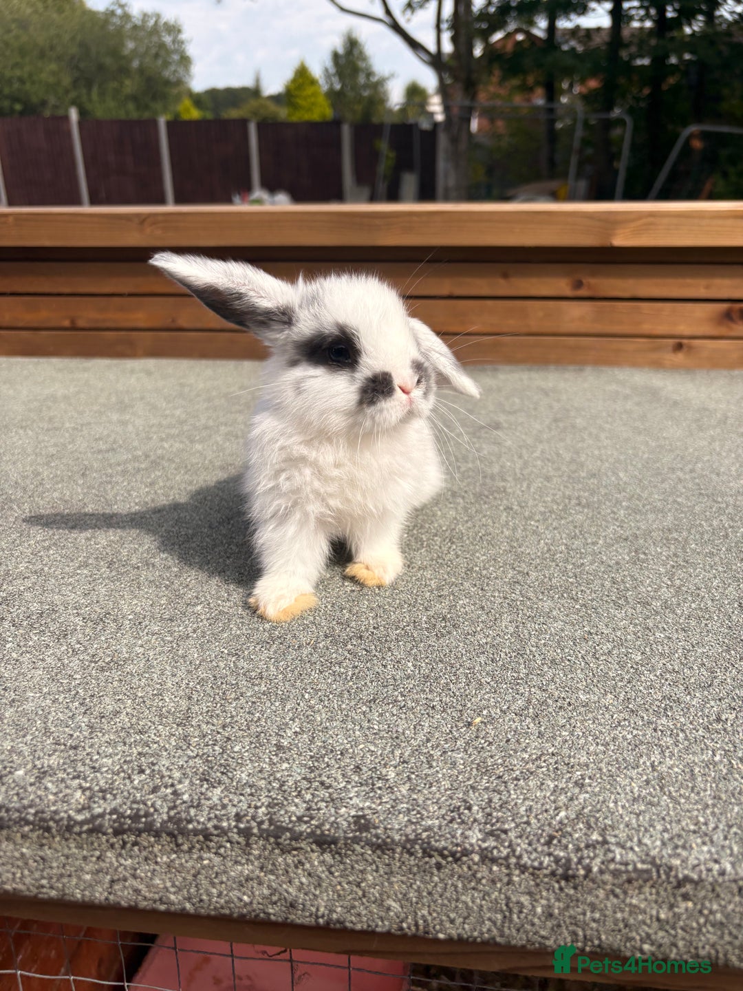 Mini Lop rabbits for sale: Mini Lop baby bunnies  - Image 6