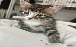 Mixed Breed cats for sale: 3 Healthy, Playful Kittens  - Image 15
