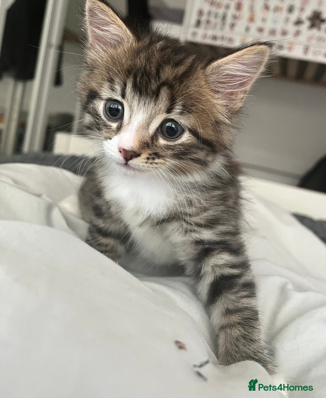 Mixed Breed cats for sale: 3 Healthy, Playful Kittens  - Image 15