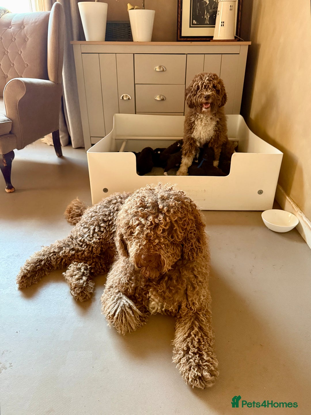 Spanish Water Dog dogs for sale: Spanish Water Dog Puppies  - Image 8