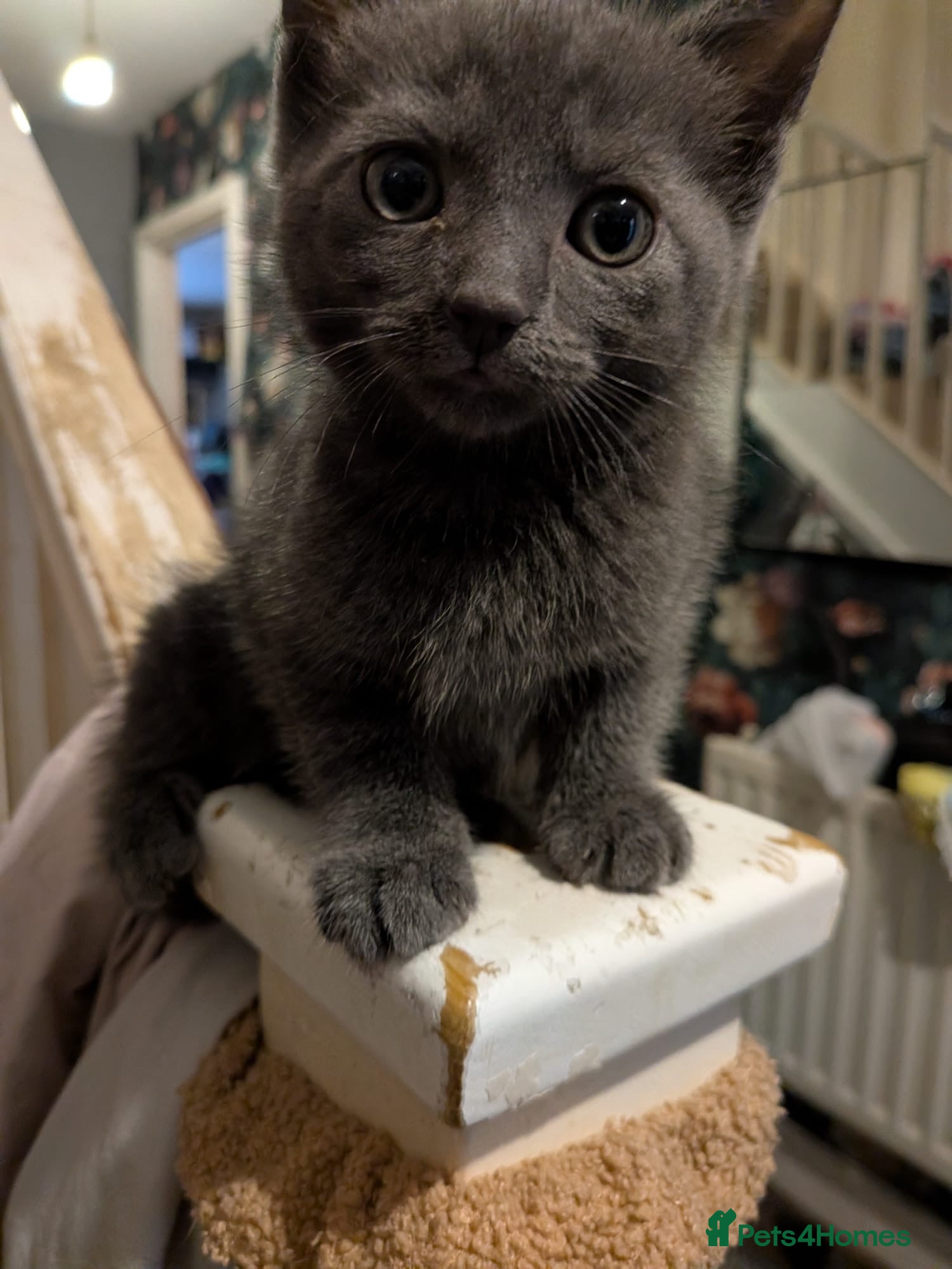 Mixed Breed cats Gorgeous 1/4 ragdoll kittens  - Advert 2