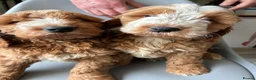Cockapoo dogs for sale: Beautiful Cockerpoo puppies - Advert 10