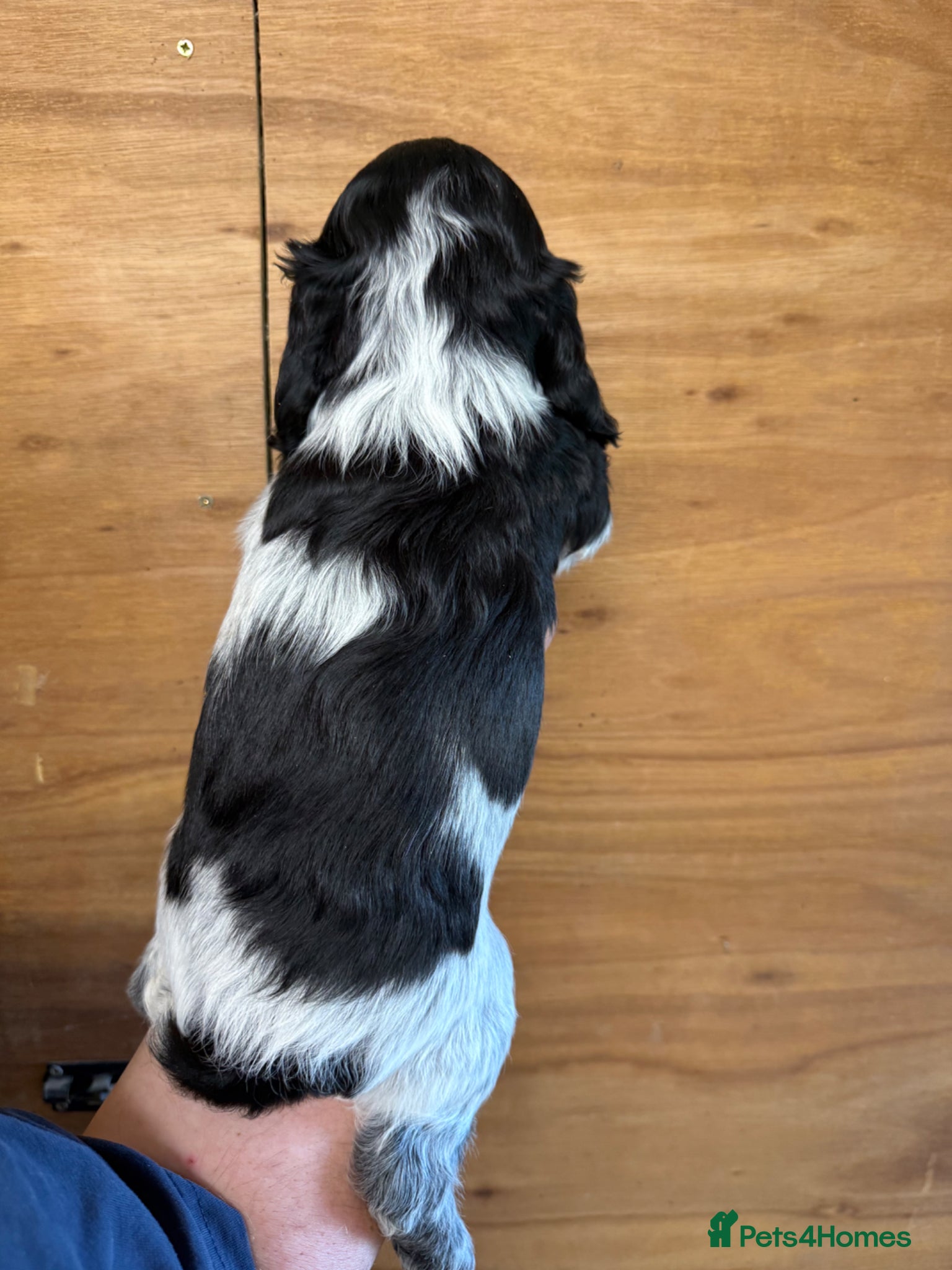 Cocker Spaniel dogs for sale: 5 Gorgeous Chunky Show Type Cocker Spaniels  - Advert 13