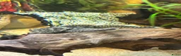 Plecos fish for sale: 2 MALE Breeding age Longfin Bristlenose - Advert 5