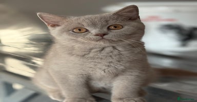 British Shorthair cats - Advert 14