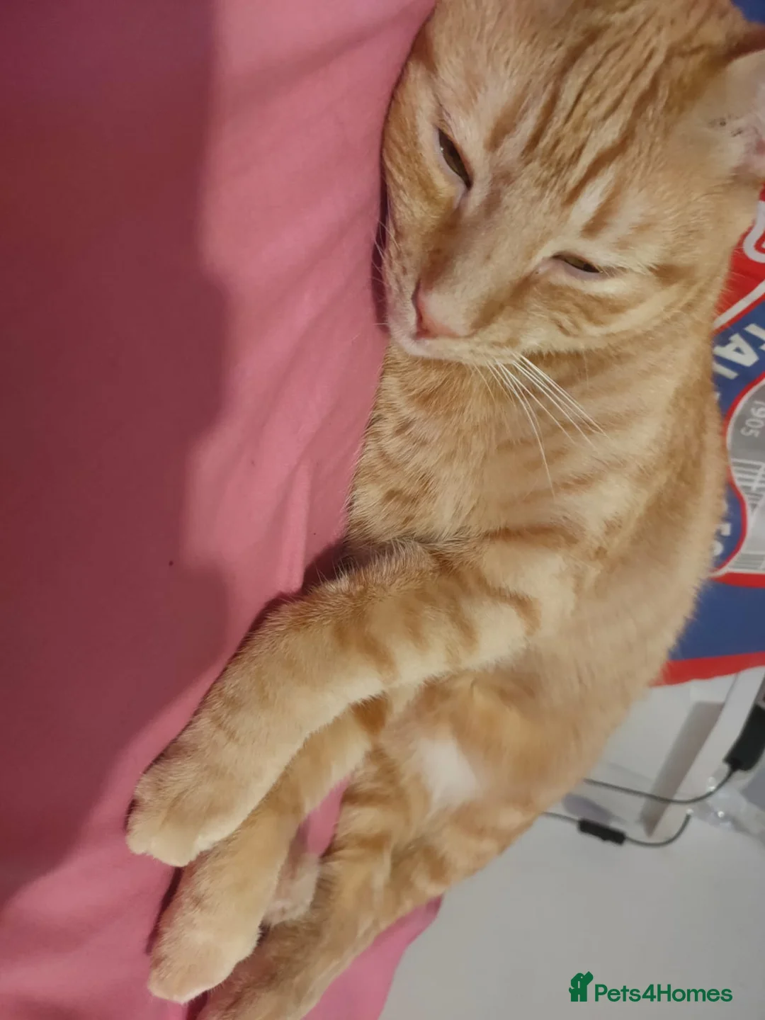 Maine Coon cats for sale: Ginger Maine coon male 5yrs  - Advert 3