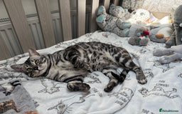 Bengal cats for sale: TICA Registered Silver Bengal Pair - Image 8