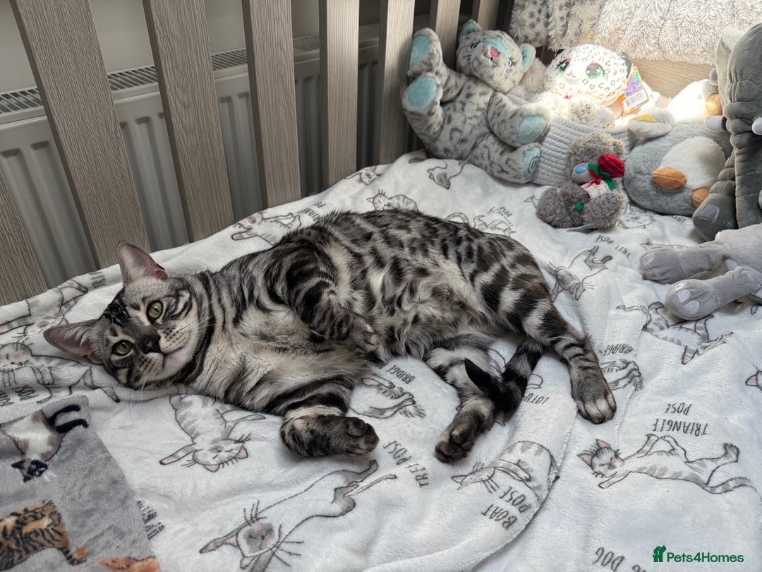 Bengal cats for sale: TICA Registered Silver Bengal Pair - Image 8