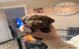 Labrador Retriever dogs for sale: Labrador puppies  - Image 11