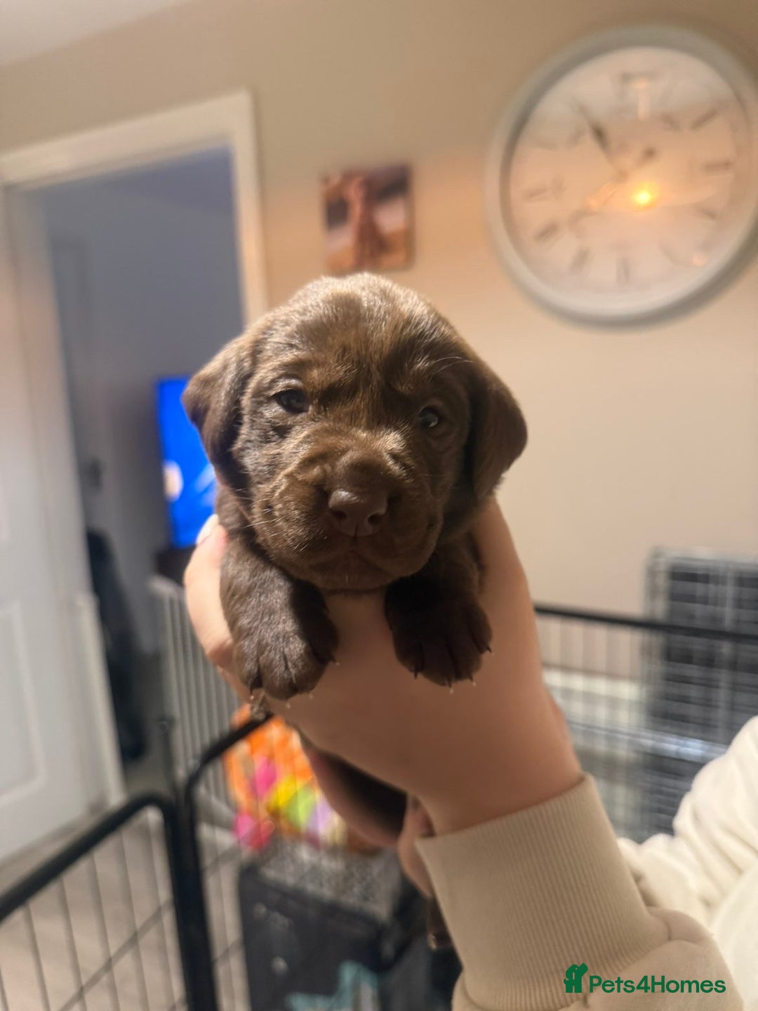Labrador Retriever dogs for sale: Labrador puppies  - Image 11