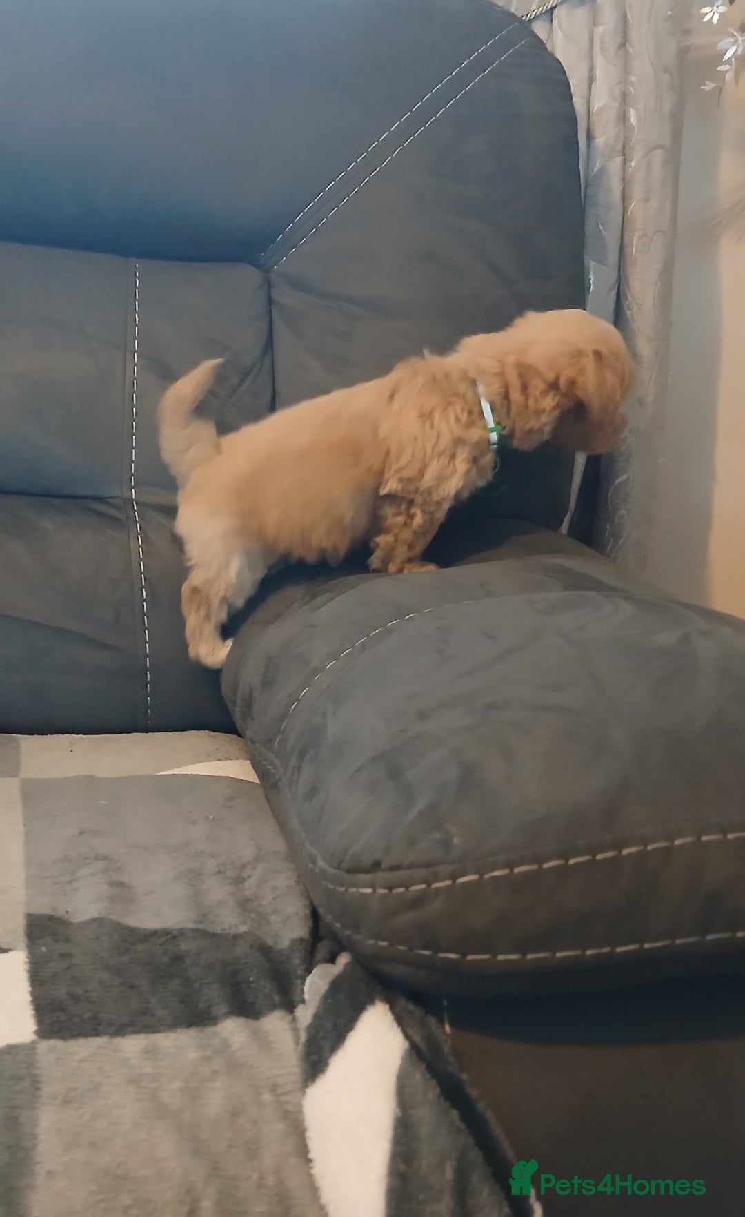 Maltipoo dogs for sale: Maltipoo puppies - Advert 11