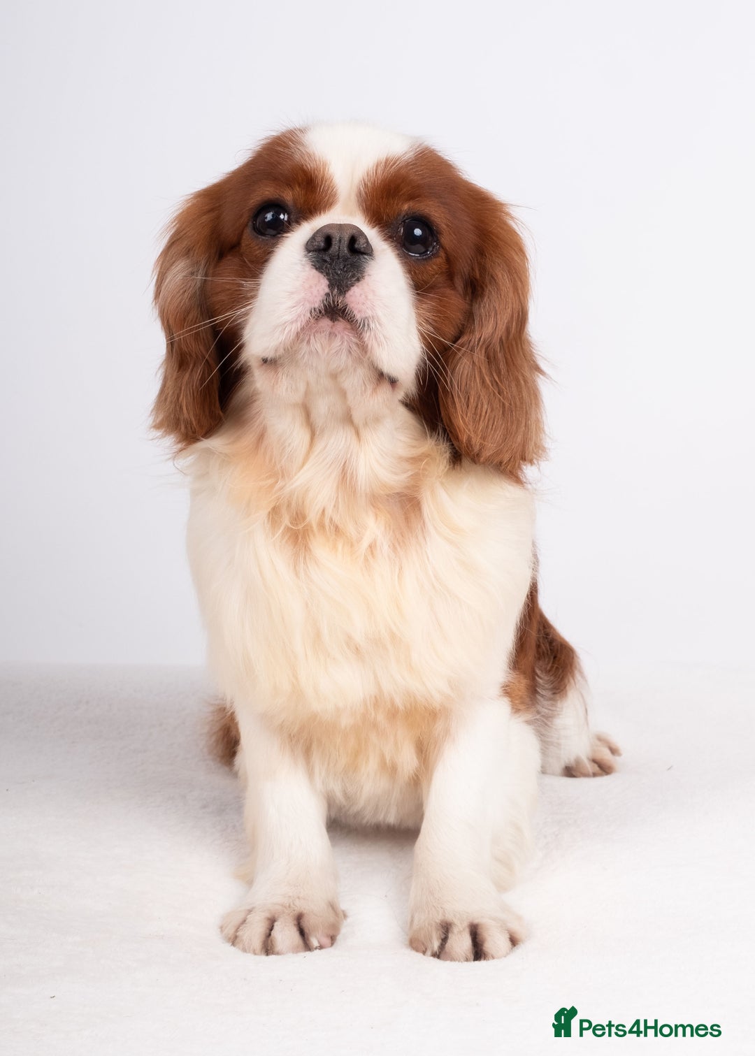 Cavalier King Charles Spaniel dogs for stud: EXCEPTIONAL KC REG HEALTH TESTED IMPORTED CAV STUD - Advert 7