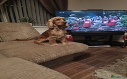 Cocker Spaniel dogs for sale: Male cocker spaniel  - Image 1