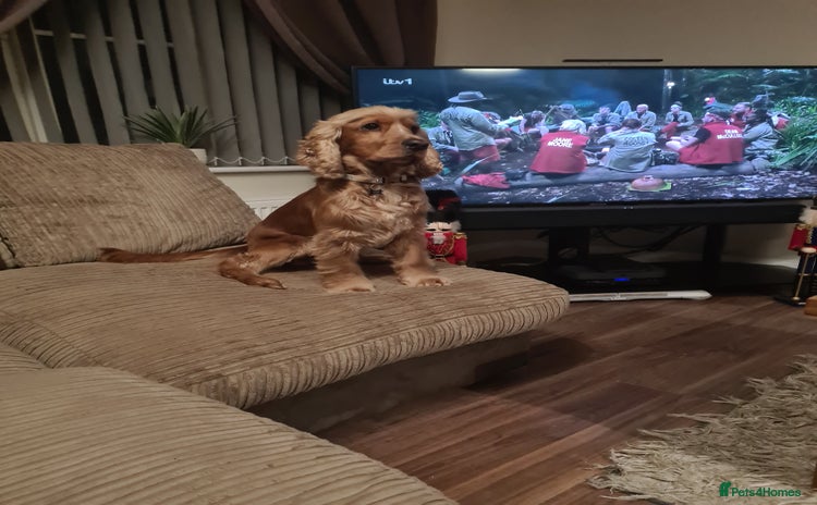 Cocker Spaniel dogs - Advert 1