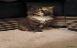Maine Coon cats for sale: Mainecoon kittens  - Image 16