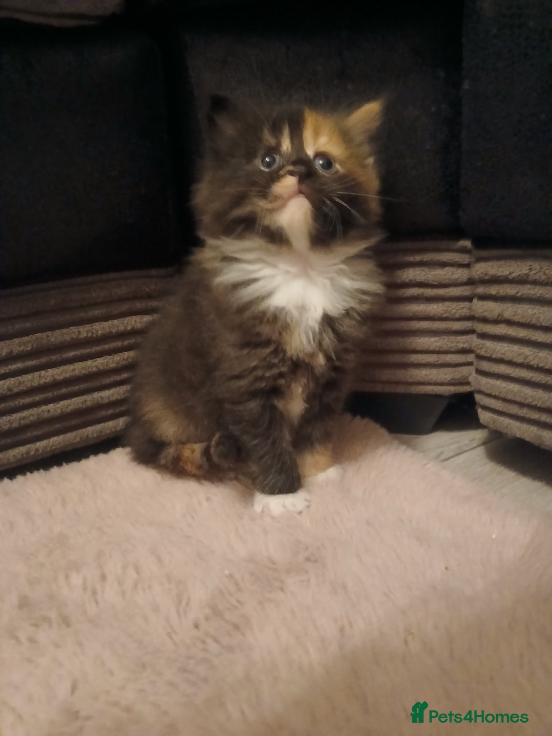 Maine Coon cats for sale: Mainecoon kittens  - Image 16