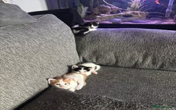Bengal cats for sale: Half bengal half tabby kittens for good home - Image 3