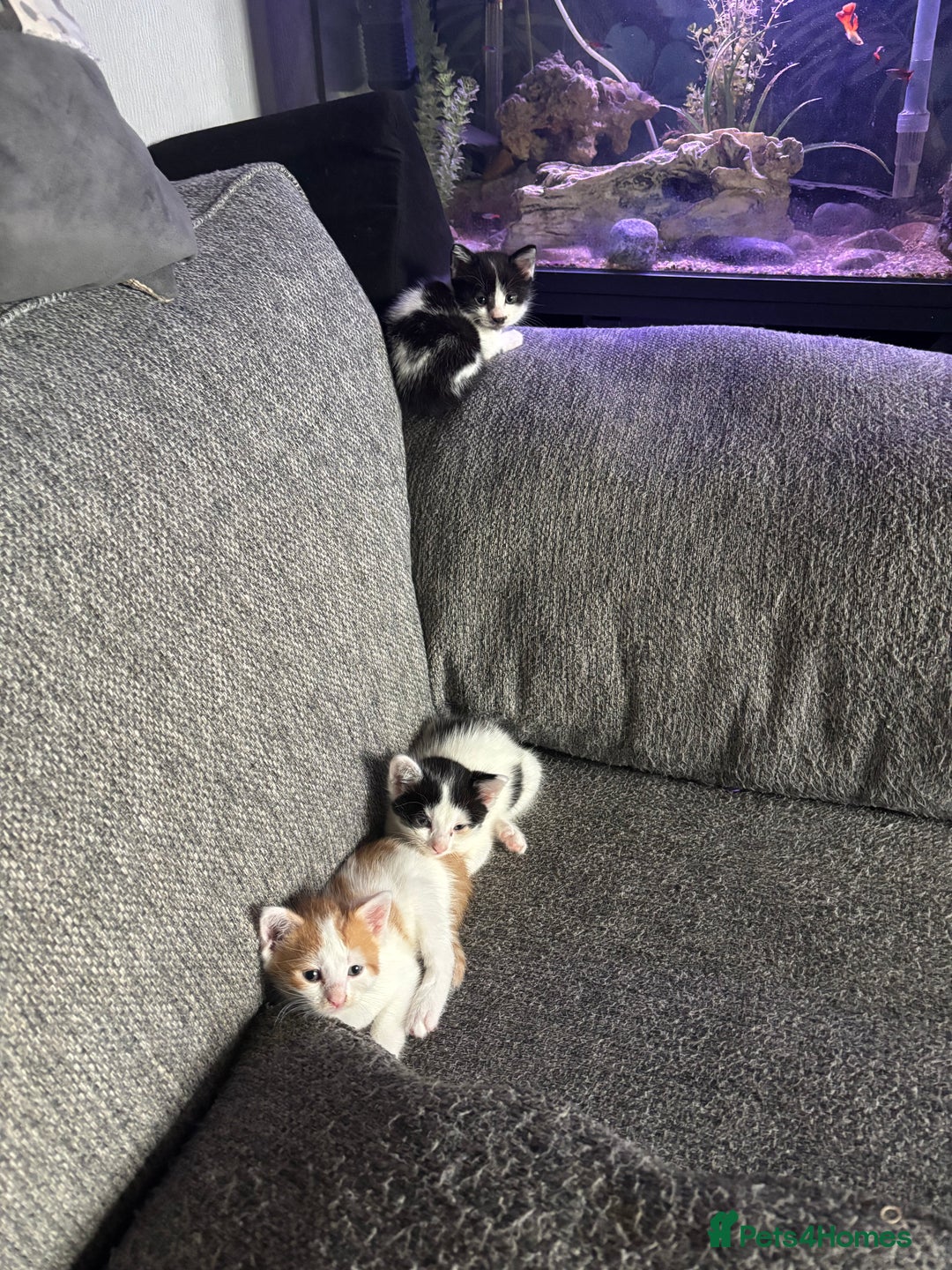 Bengal cats for sale: Half bengal half tabby kittens for good home - Image 3