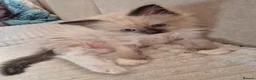 Ragdoll cats for sale: 100% pure ragdoll - Advert 2