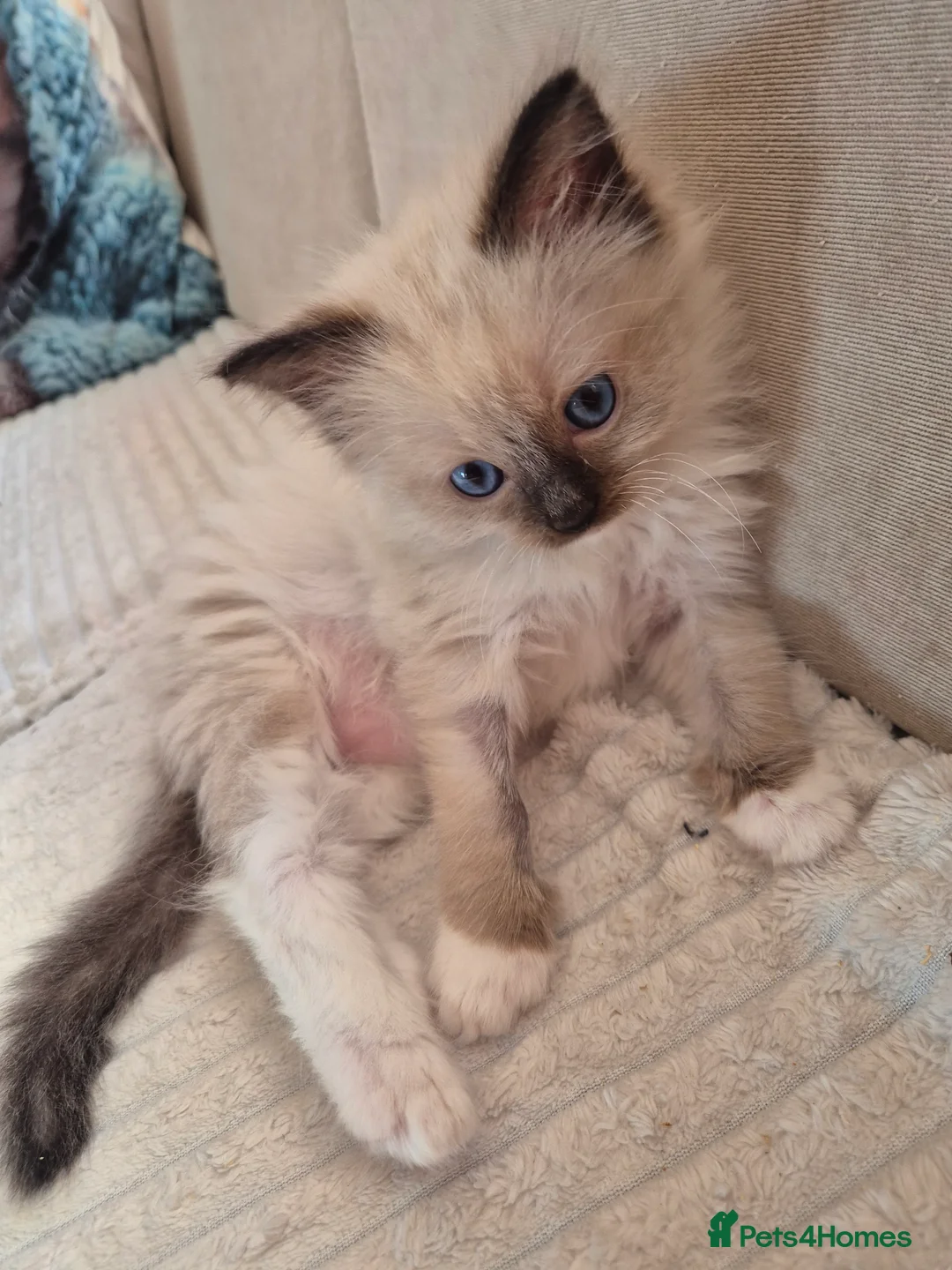 Ragdoll cats for sale: 100% pure ragdoll - Advert 2