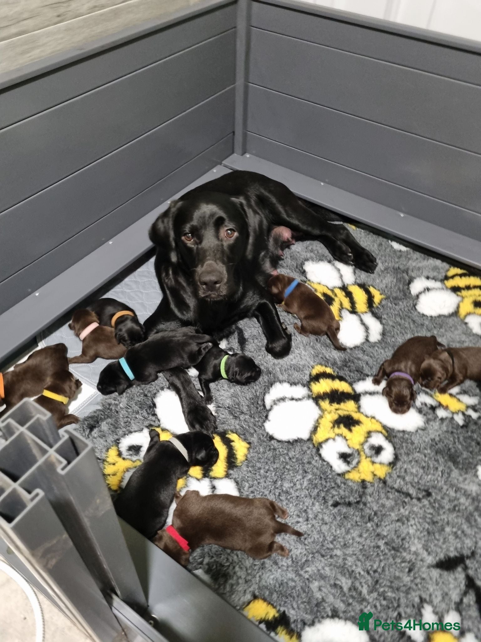 Labrador Retriever dogs  Beautiful KC Reg.Labrador puppies - Advert 11
