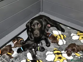 Labrador Retriever dogs BEAUTIFUL PUPPIES FROM FULLY HEALTHTESTED PARENTS - Advert 6