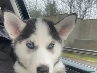 Siberian Husky dogs Siberian husky - Advert 1