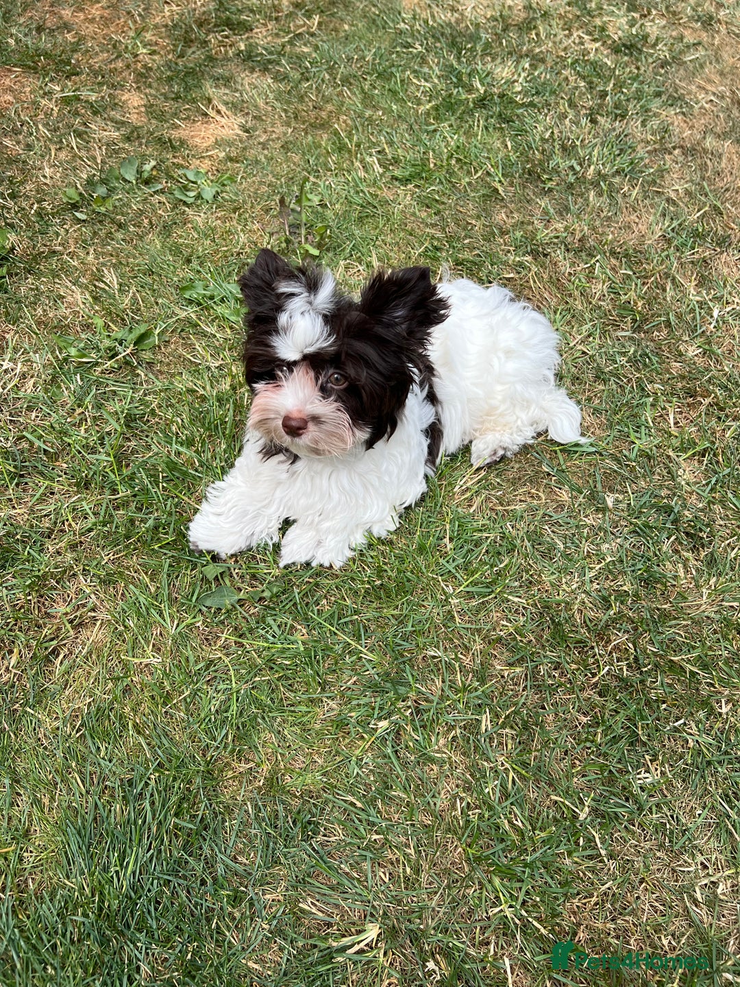 Yorkshire Terrier dogs for sale: Tiny Boys !!! Pedigrees !!! in Coventry - Image 22