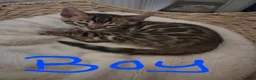 Bengal cats for sale: Bengal kittens ready to leave now! - Advert 13