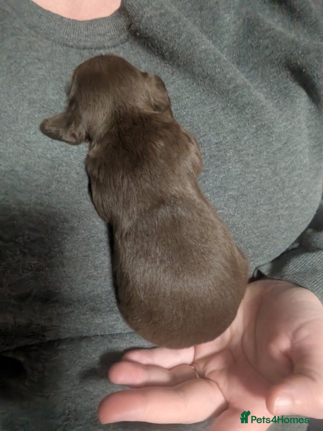 Mixed Breed dogs for sale: Miniature doxipoo  - Advert 6