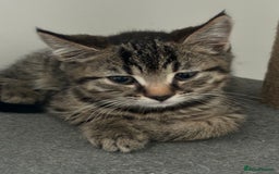 American Shorthair cats for sale: Ready to leave 2 boy kittens left  in Ilford - Image 13