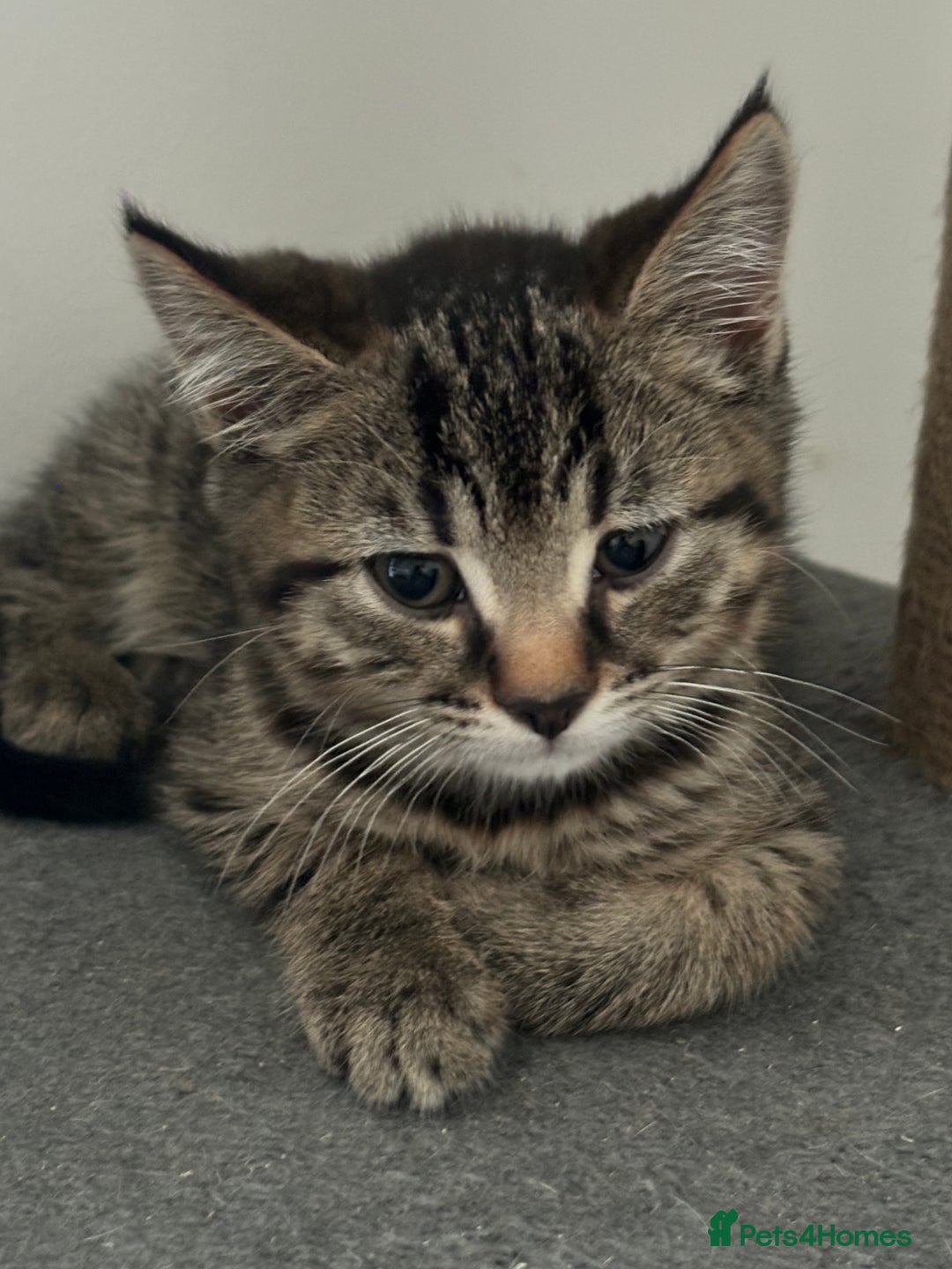 American Shorthair cats for sale: Ready to leave 2 boy kittens left  in Ilford - Image 13